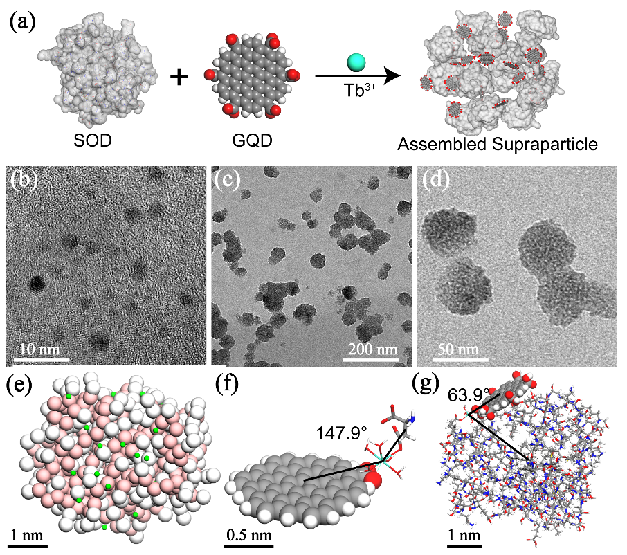 北測圖南研究院在功能性材料研制及疾病診斷領域取得重要進展