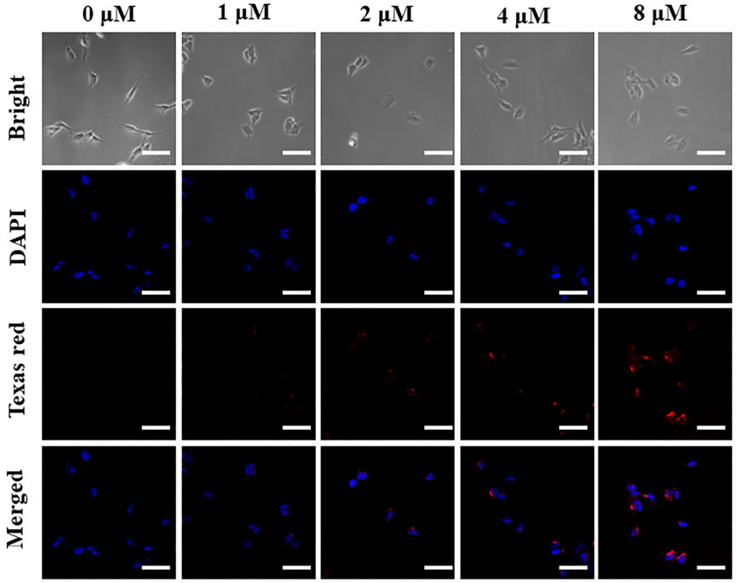 【圖二】 細胞內AβO的熒光成像
